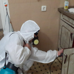 Дезинфекция от муравьев в квартире в Новопавловске